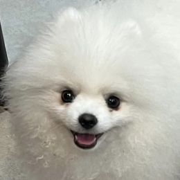 Pomeranians from Pom Sunshine