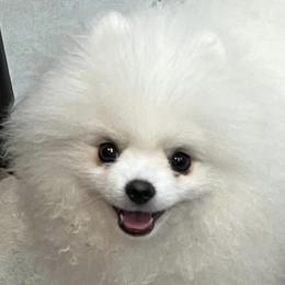 Pomeranians from Pom Sunshine