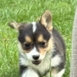 Pembroke Welsh Corgi Puppies from Sherwood Acres Pembrokes