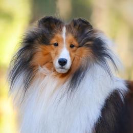 Shetland Sheepdogs from Jesstar Shetland Sheepdogs