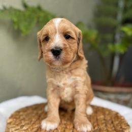 Puno - Caramel red male Australian Labradoodle puppy in Morgan Hill, California from Loving Labradoodle