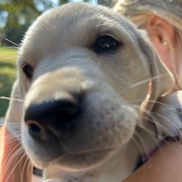 Labrador Retriever puppies from Family Labs