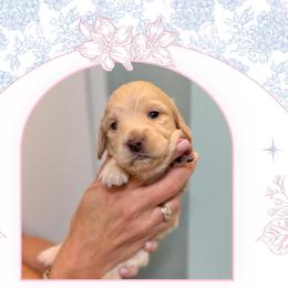 Girl 2 - Cream female Dachshund puppy in Laurel, Mississippi from Kissinger Dachshunds