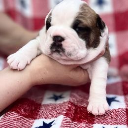 Bulldog Puppies from Sweet Rolls