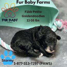 Stormy - Black male Goldendoodle puppy in Michigan from Fur Baby Farms