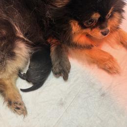 Peaches - Pomeranian