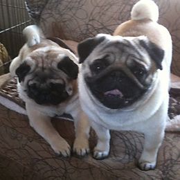 Pugs from Fantasy Pugs