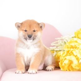 Riki 🩵 Red Boy - Red male Shiba Inu puppy in Neosho, Missouri from Sunny Terrace Shibas