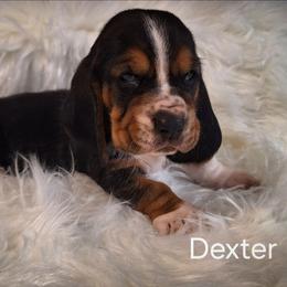 Dexter - Black brown and white male Basset Hound puppy in Mack's Creek, Missouri from Mack's Creek Basset Hounds