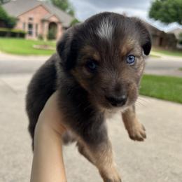 Miniature Australian Shepherd and Toy Australian Shepherd Puppies from Hailey's Miniature Australian Shepherds