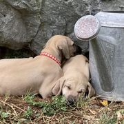 Sloughi Puppies from Almaboubin Sloughis