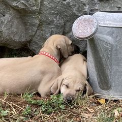 Sloughi Puppies from Almaboubin Sloughis