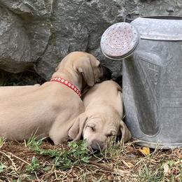 Sloughi Puppies from Almaboubin Sloughis