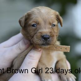 Light Brown Girl - Dark golden female Golden Retriever puppy in Gonzales, Louisiana from True Grit Golden Retrievers