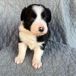 Girl 3 - Black and white female Border Collie puppy in Centerville, Washington from Forthright Farms