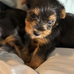 Morkie and Yorkshire Terrier Puppies from DEJAVU PUPS