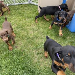 Doberman Pinscher Puppies from Jensen Dobermans