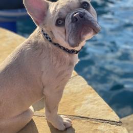 Bruce - Fawn male French Bulldog puppy in Murphy, Texas from Mathew Household Frenchies