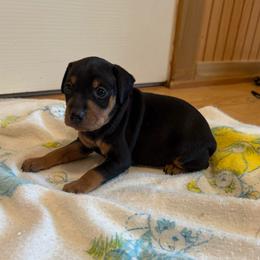 River - Black and tan male Miniature Pinscher puppy in Eatonton, Georgia from TNT Puppies