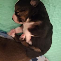 Oliver - Black tri male Miniature Australian Shepherd puppy in Copperas Cove, Texas from Aussies Acre