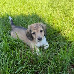 Daisy - Cream female Dachshund puppy in Wisconsin from Lake Country Dachshunds