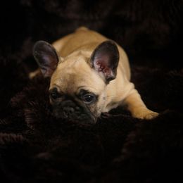 French Bulldog Puppies from Clay Bulldogs