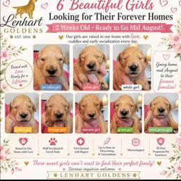 Girl 7 - Golden female Golden Retriever puppy in Lakewood, Washington from Lenhart Goldens