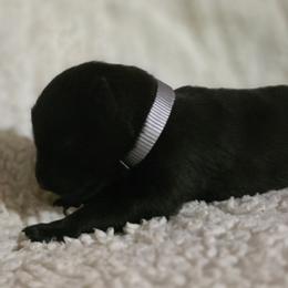 Silver Girl - Black coat - Black female German Shepherd puppy in Elijay, Georgia from Mission K9