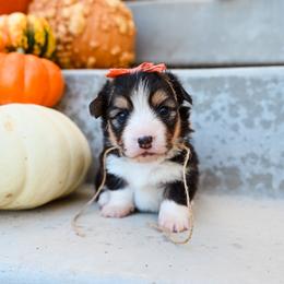 Taffy - Black and tan female Pembroke Welsh Corgi puppy in Mona, Utah from Sorensen Corgis