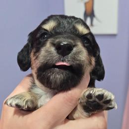 Black and cream male - Black and cream male Dachshund puppy in Fulton, Missouri from New Hope Dachshund Puppies