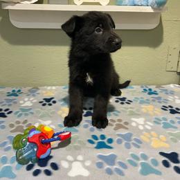 Bear - Black male German Shepherd puppy in Stanardsville, Virginia from Majestic K9 LLC