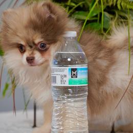 Truffle - Chocolate merle male Pomeranian puppy in Santa Clarita, California from Hollywood Mini Pets
