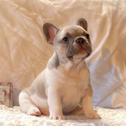 Pho Soup - Blue fawn female French Bulldog puppy in New Hampton, New Hampshire from Kismet French Bulldogs