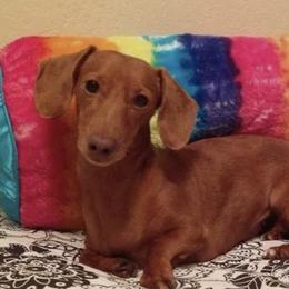Dachshunds from Hottesdoxies