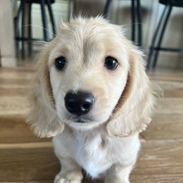 Dachshund Puppies from Leroux Creek Cream Dachshunds