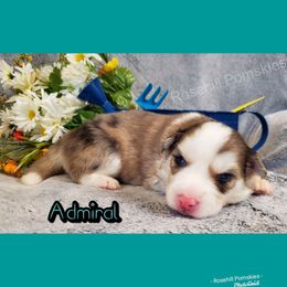 Boy 1 - Pomsky puppy in Springfield, Illinois from Rosehill Pomskies