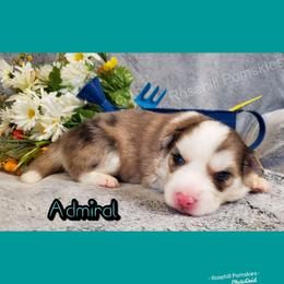 Boy 1 - Pomsky puppy in Springfield, Illinois from Rosehill Pomskies