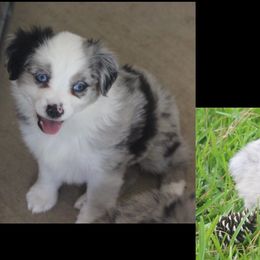 Miniature Australian Shepherd and Toy Australian Shepherd Puppies from TK Mini Aussies