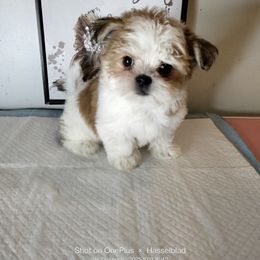 Simba - Gold and white male Shorkie puppy in Boca Raton, Florida from Tina-Marie's Pups