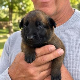 Yellow - Red sable male Belgian Malinois puppy in Highland City, Florida from VonSal Kennels