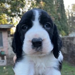 Black White 3 - Black and white male English Springer Spaniel puppy in California from Pridemark