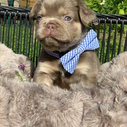 Capone - Liver male French Bulldog puppy in Minneapolis, Minnesota from Flyazz Frenchies Kennels