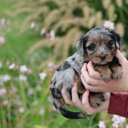 Remington - Merle female Bernedoodle puppy in Eagle Mountain, Utah from Fur Real Puppies.
