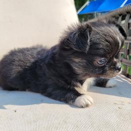 Chihuahua Puppies from B&D Chihuahuas