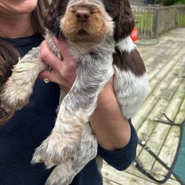 Toey - Liver white and tan English Springer Spaniel puppy in Egg Harbor, New Jersey from Whispering Cedars Springer Spaniels NJ