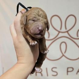 Cinno-Man (Black Collar) - Red  male Poodle puppy in Plainfield, New Jersey from Caris Paws Poodles and Labradoodles