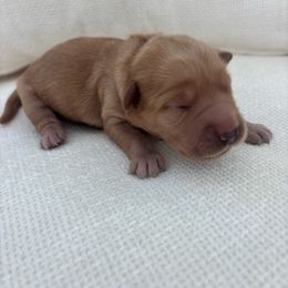 Holly - Dark golden female Golden Retriever puppy in Alliance, Ohio from Mount Olive Doodles
