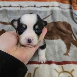 Lane - Black and tan female Pembroke Welsh Corgi puppy in Chariton, Iowa from Kickin It Acres BCs
