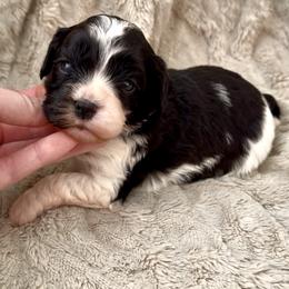 Sophie( Yellow Collar) - Black and white female Cavapoo puppy in Redding, California from Lipscomb Doodles