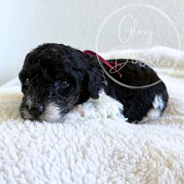 Pink - Tri-color female Bernedoodle puppy in Rockwall, Texas from Glory Doodles